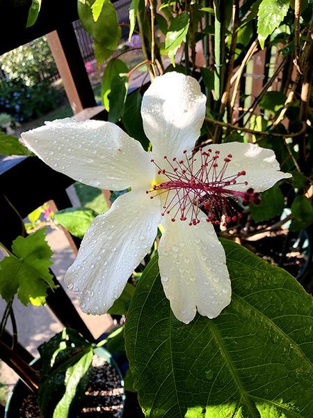 ベランダに咲き乱れる花 5