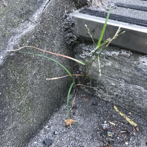 陸橋の草