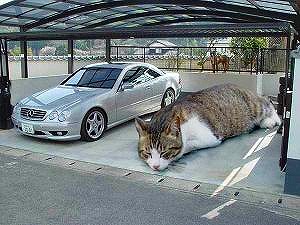 ねこの乗り物