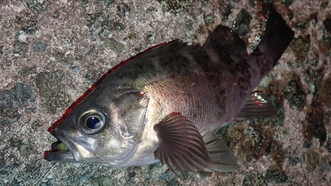 P6139259