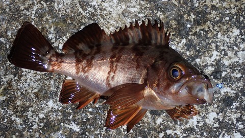 P3302651