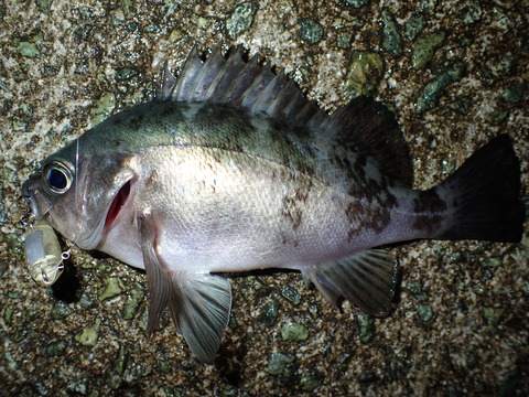 P5011735