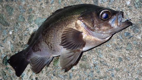 P6083042