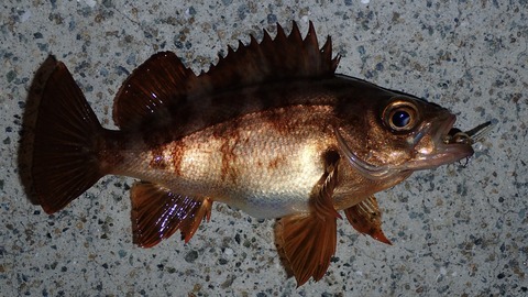 P6223133