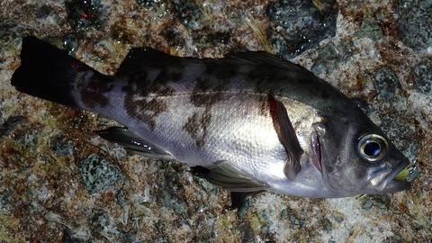 P3242620