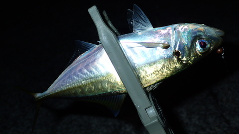 P9023379