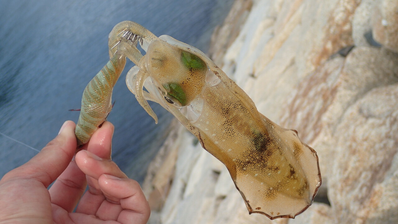 エギマルを使ってエギング修行 前編 私が思うところ Gクラ使いでtklm信者で