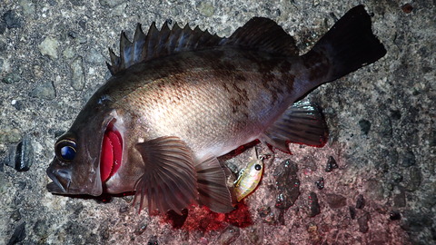 P3068877