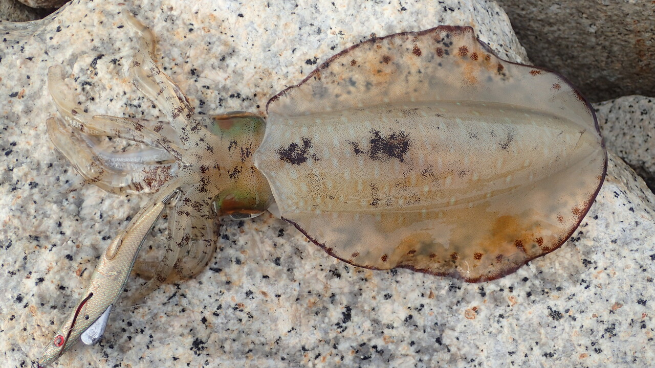 エギマルを使ってエギング修行 前編 私が思うところ Gクラ使いでtklm信者で