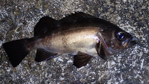 P3302656