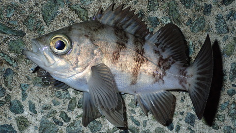 P5272973