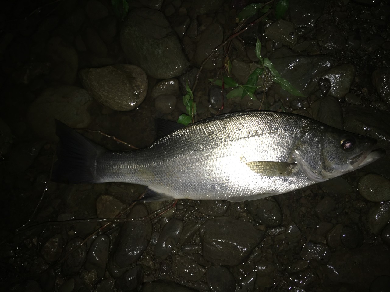 シーバスをバラす理由 最近の釣行まとめ 私が思うところ Gクラ使いでtklm信者で シーバスをバラす理由 最近の釣行まとめ 私が思うところ Gクラ使いでtklm信者で