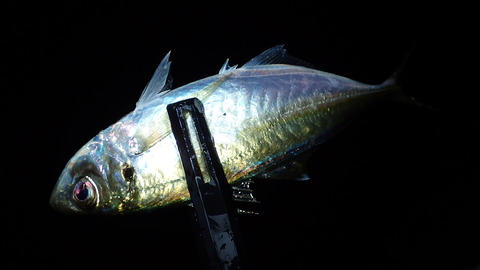 P9153428