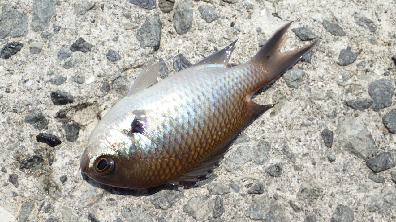 スズメダイはゲームフィッシングの対象魚になり得るのか レジンでフライをよりリアルに 私が思うところ Gクラ使いでtklm信者で