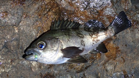 P3240728