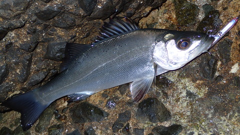 P3120685