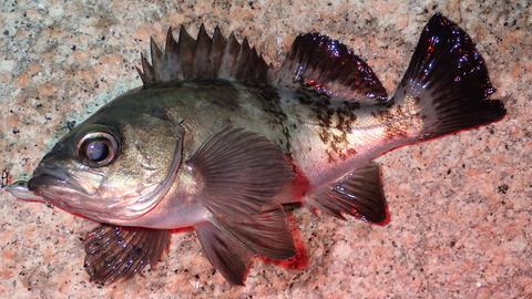 P4212819