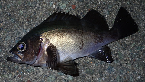P5202959