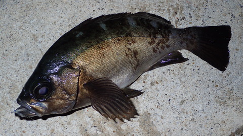 P6113081