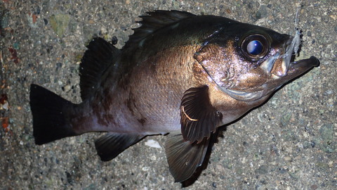 P5202961