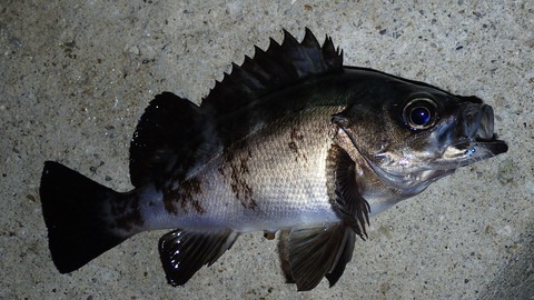 P6083036