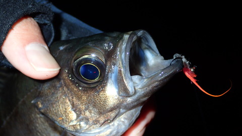 P3312690