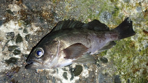 P3120677