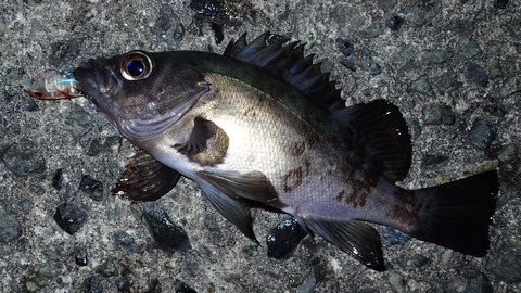 P3068873