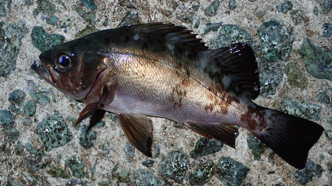 P5132907