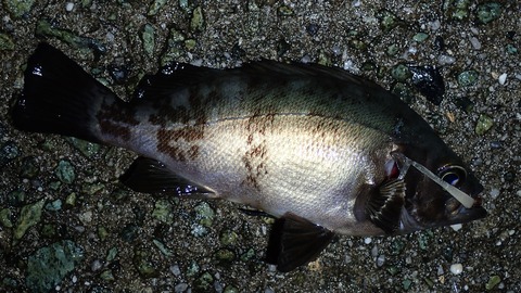 P7053158