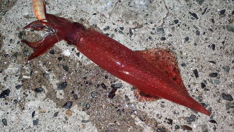 P8238250