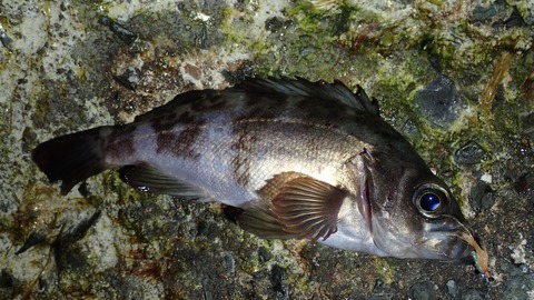 P3120672
