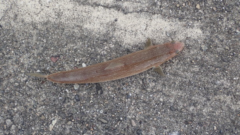 P8178232