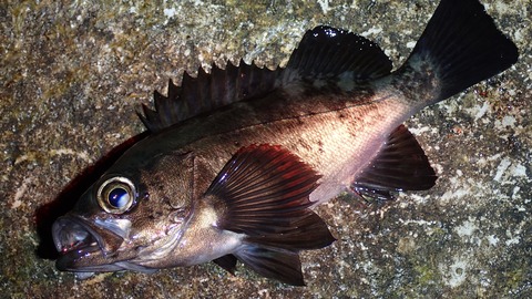 P3162588