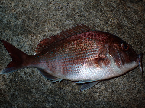 P6031844