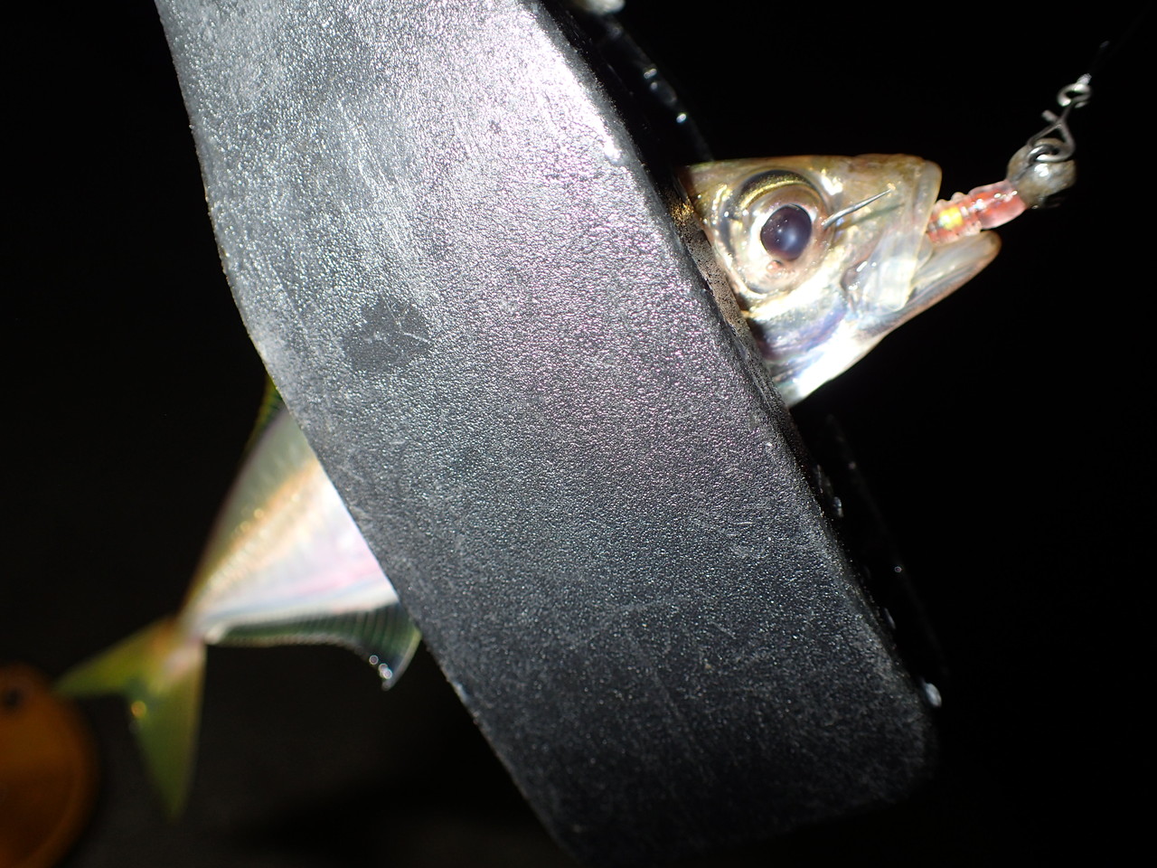 台風前のアジングゲーム 私が思うところ Gクラ使いでtklm信者で