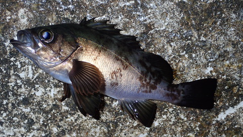 P3302653