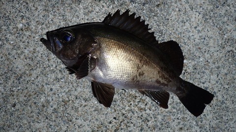 P7049386