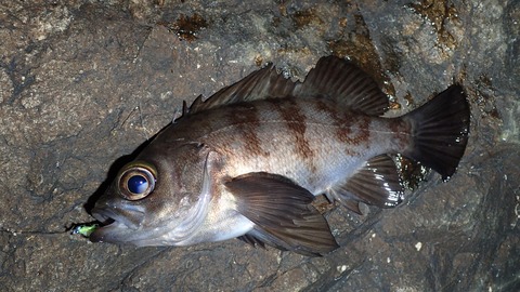 P3240727