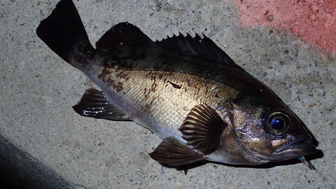 P6083032