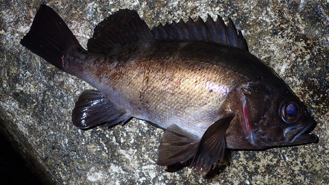 P3302658
