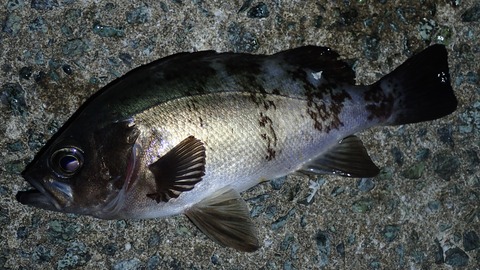 P6083045
