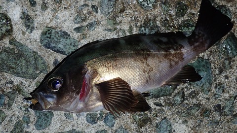 P5132910