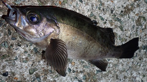 P6073028