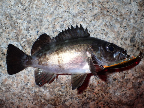 P1232384