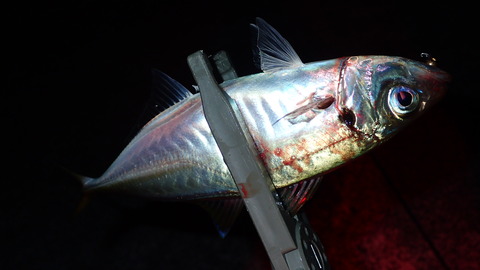P8183323