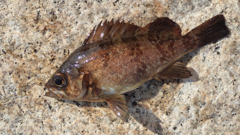 P2087673