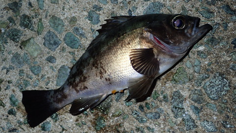 P6083041