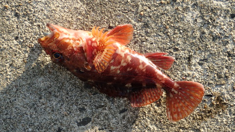 PB088387