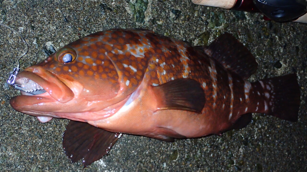 カニとカサゴを見逃すな。小潮でも釣れるキジハタ(アコウ)のヒント : 釣果で証明する釣りの理論 ── 私が思うところ。